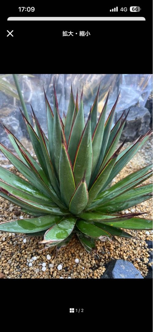 けろぴ屋1/20~寒波の為発送遅延可能性専用