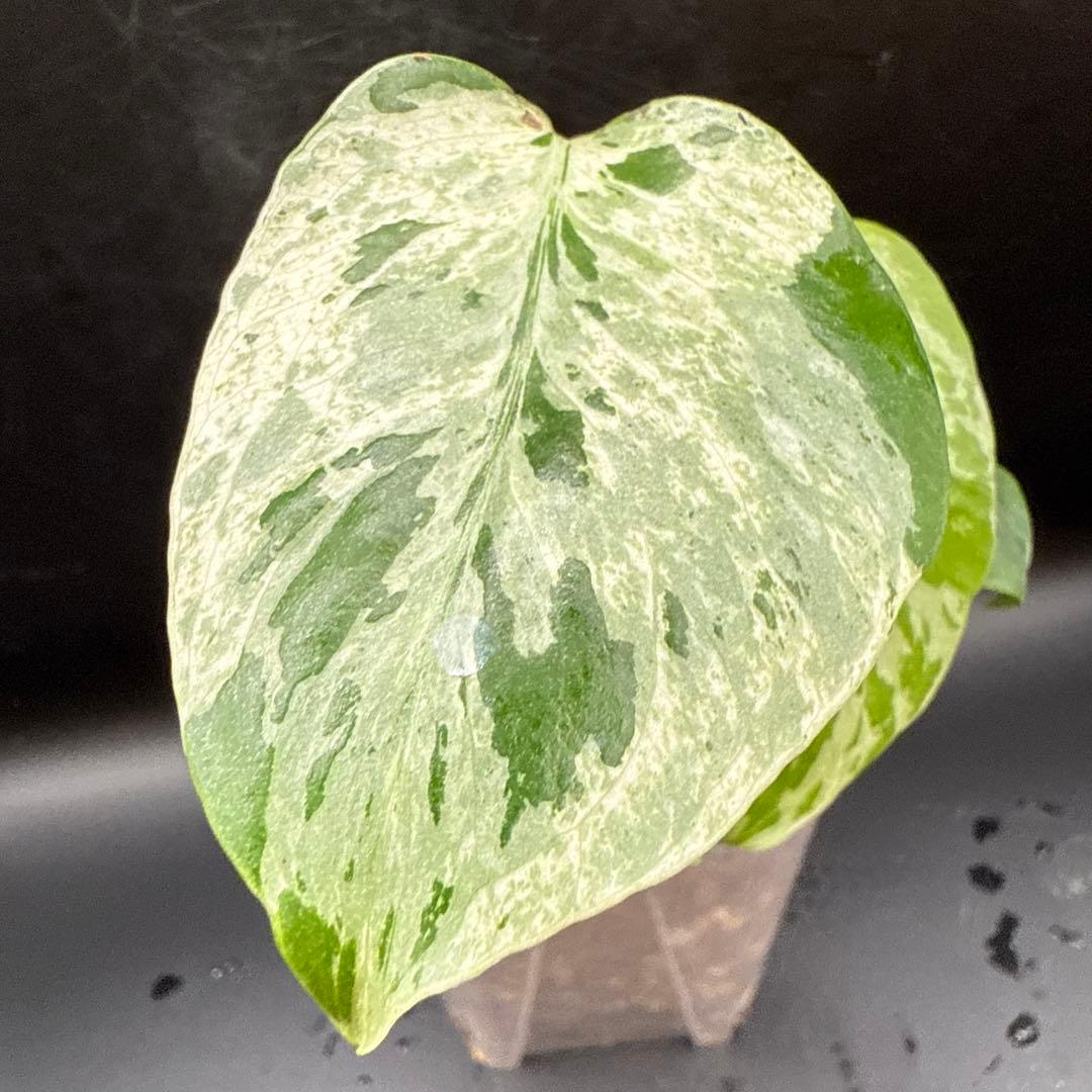 希少 モンステラ バルバソウ ベトシオーサ