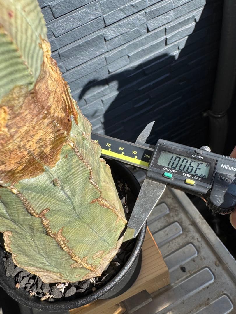 ☆極太株☆ オベサ　美模様　幅10cm 　ホリダ　ゼブラホリダ