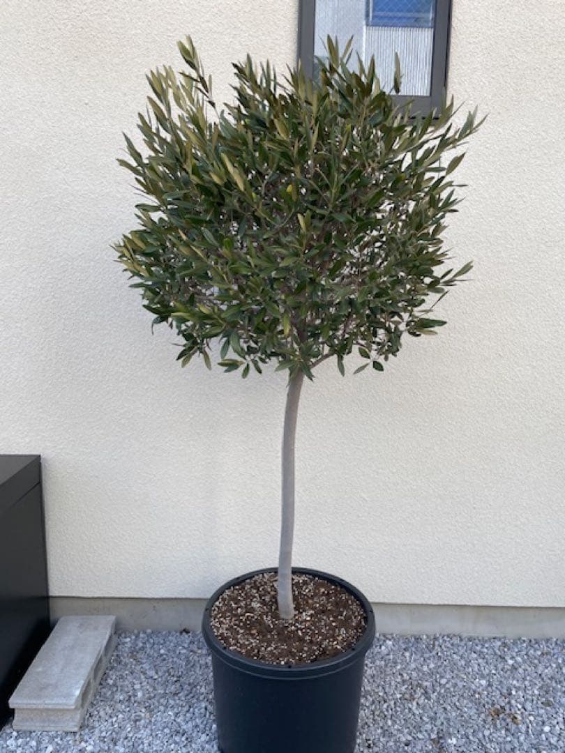 agnes■創樹SOUJUオリーブOLIVE/玉仕立て/180cm/庭木