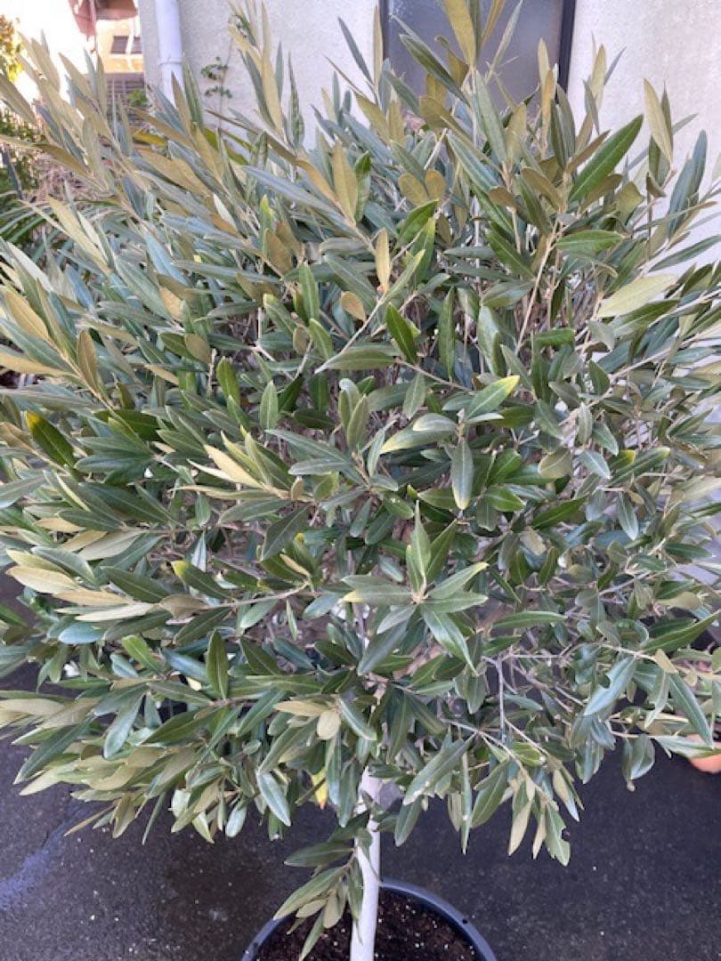 agnes■創樹SOUJUオリーブOLIVE/玉仕立て/180cm/庭木
