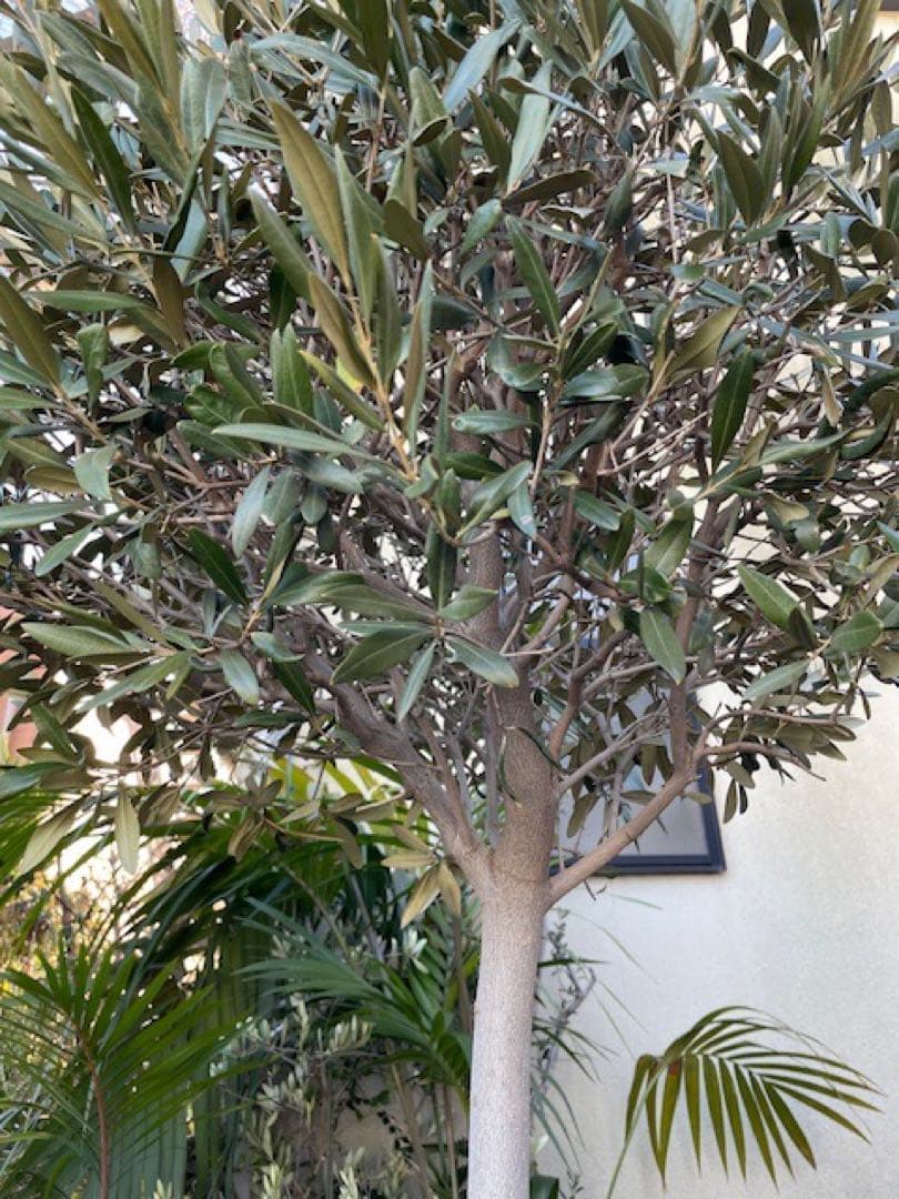 agnes■創樹SOUJUオリーブOLIVE/玉仕立て/180cm/庭木