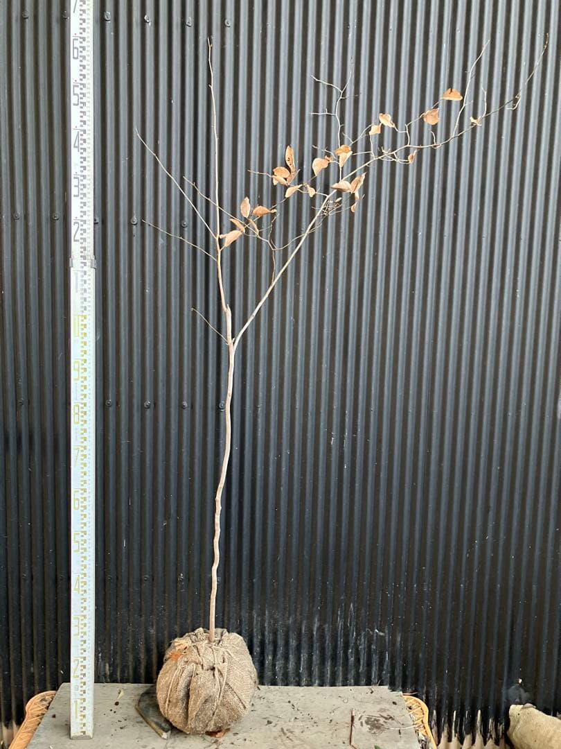 山採り　ヤマコウバシ