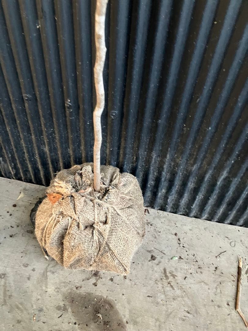 山採り　ヤマコウバシ