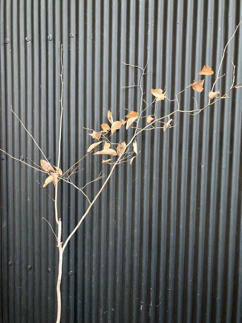 山採り　ヤマコウバシ