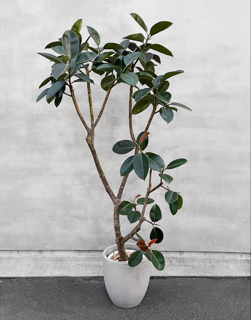 観葉植物 フィカス バーガンディ 220cm