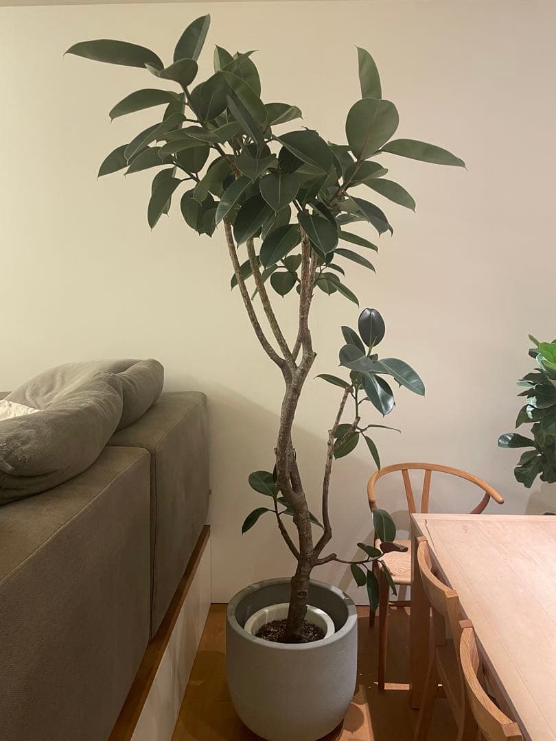 観葉植物 フィカス バーガンディ 220cm