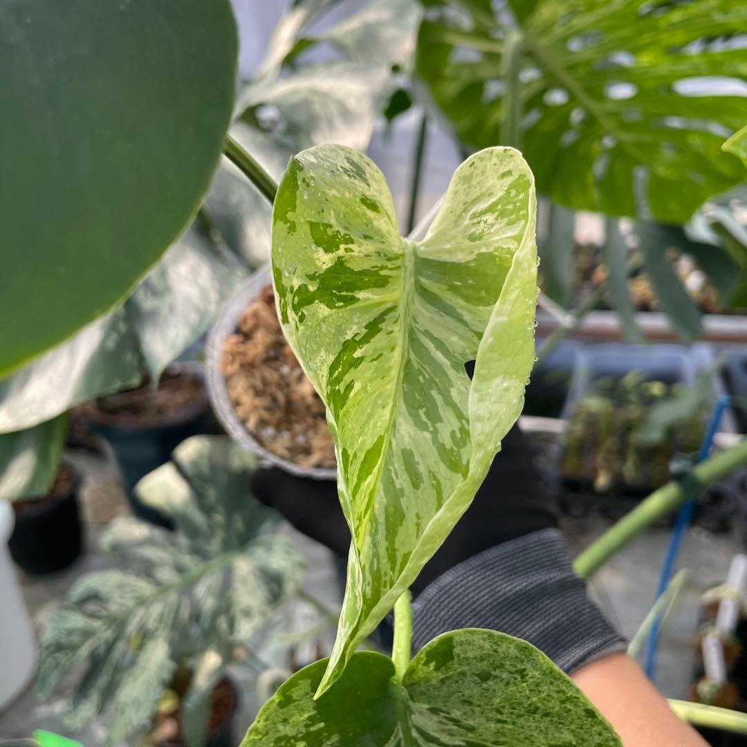 Y8 モンステラ　デリシオーサ　ベトシオーサ　セレクトエディション斑入り