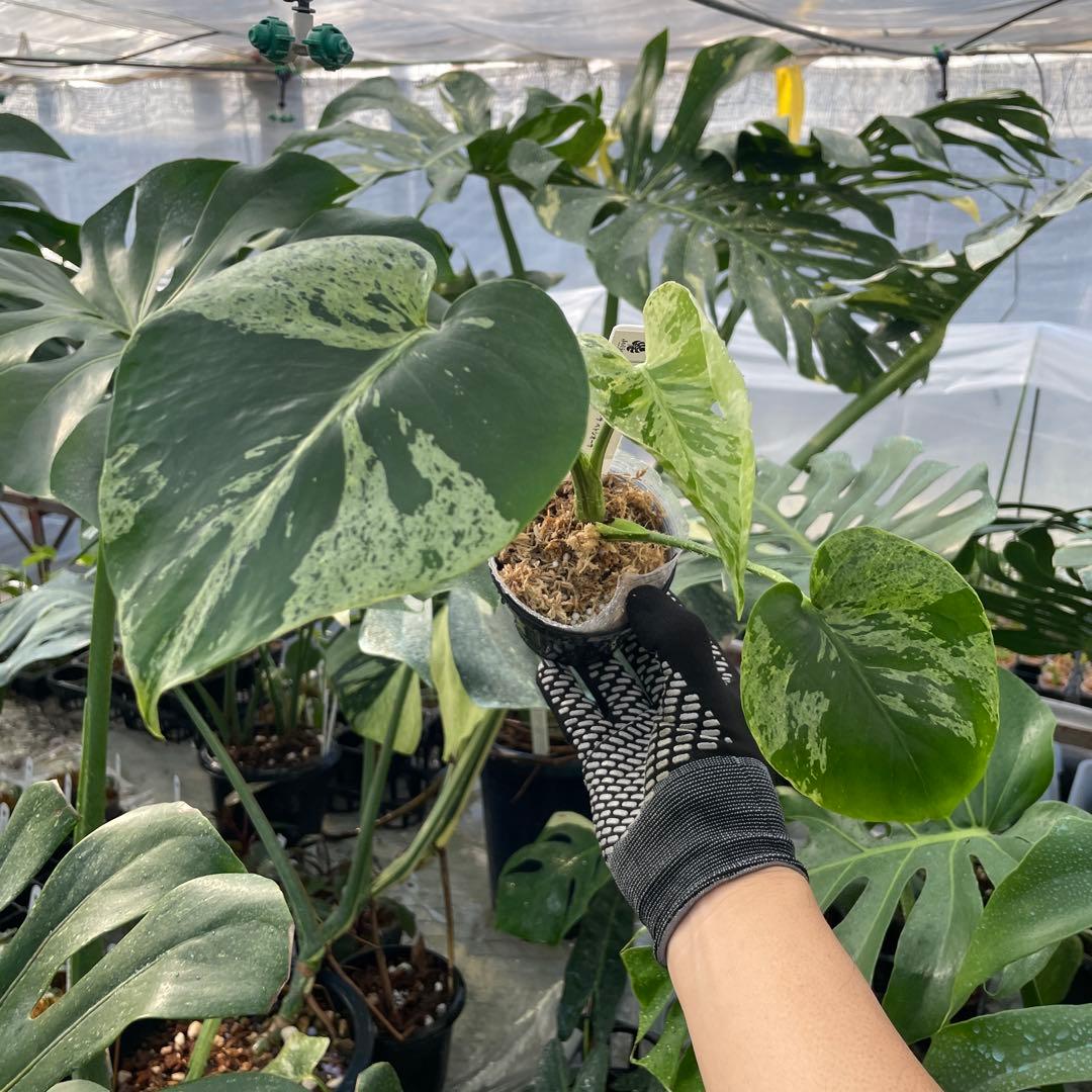 Y8 モンステラ　デリシオーサ　ベトシオーサ　セレクトエディション斑入り