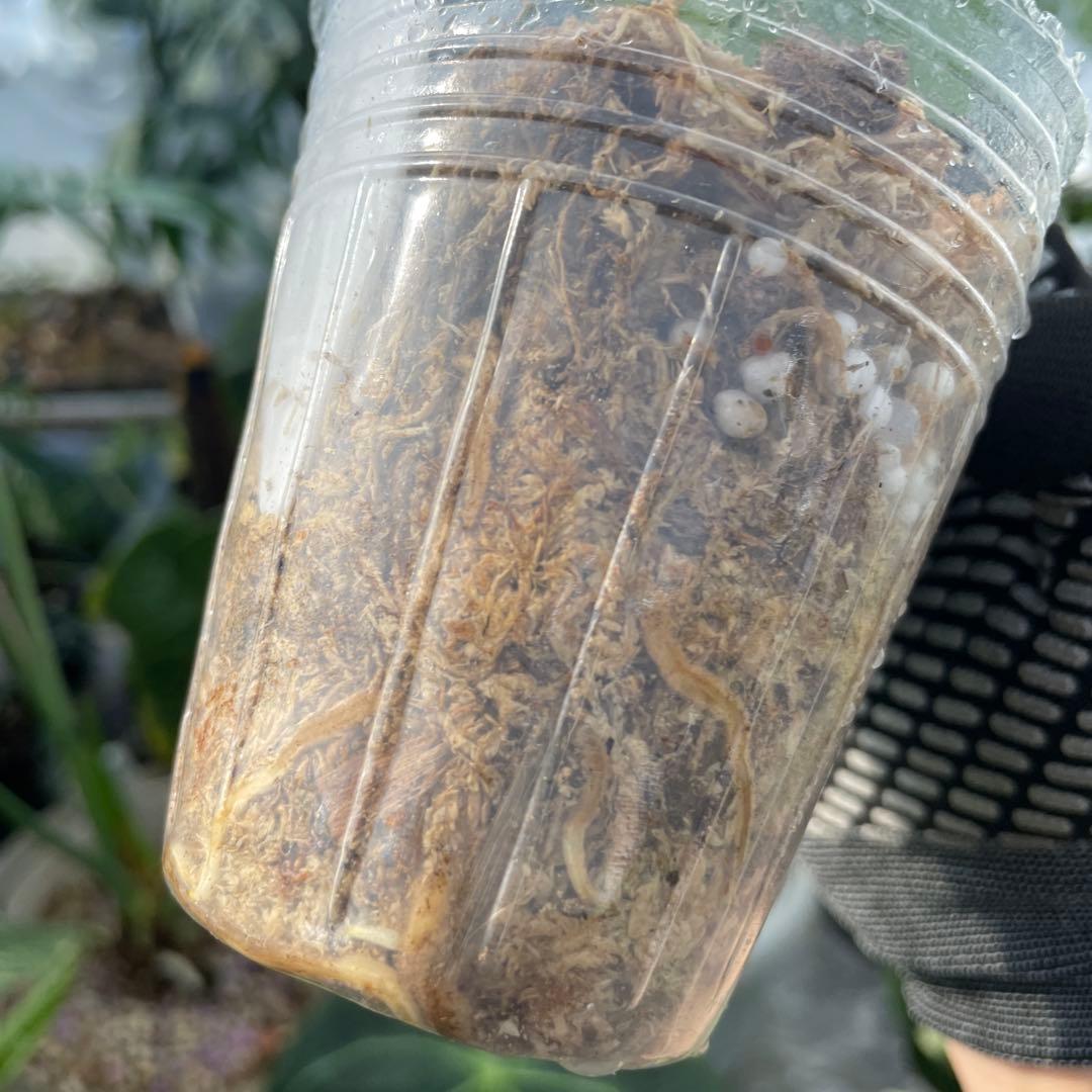 Y8 モンステラ　デリシオーサ　ベトシオーサ　セレクトエディション斑入り