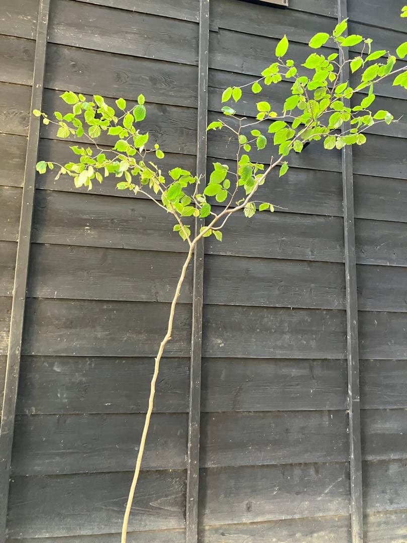 山採り　ツノハシバミ