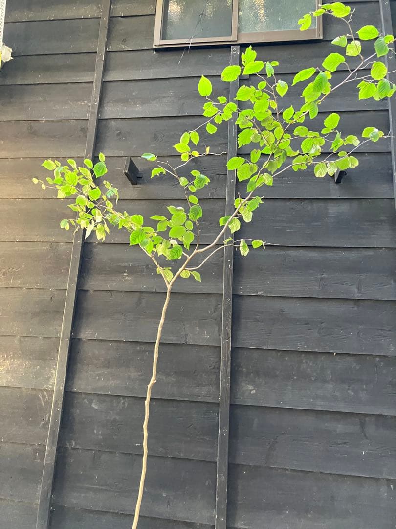 山採り　ツノハシバミ