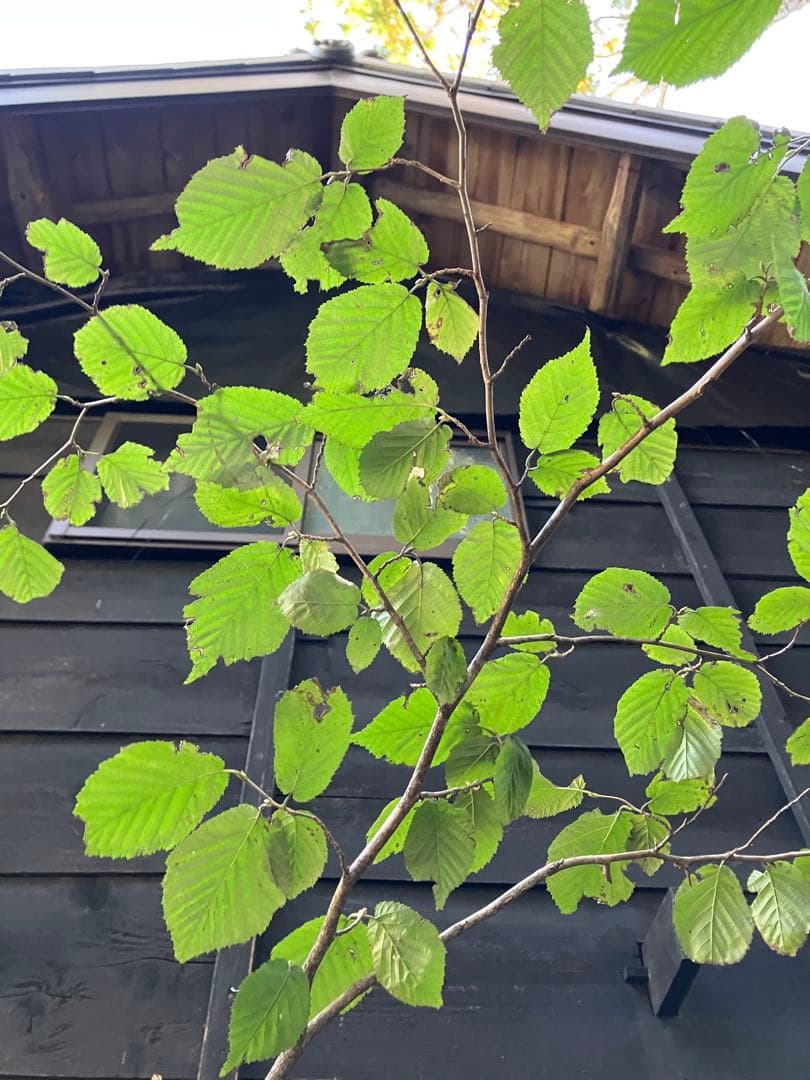 山採り　ツノハシバミ