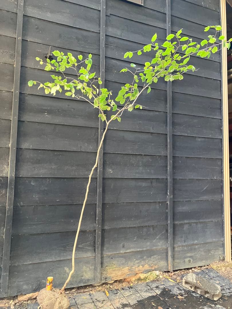 山採り　ツノハシバミ