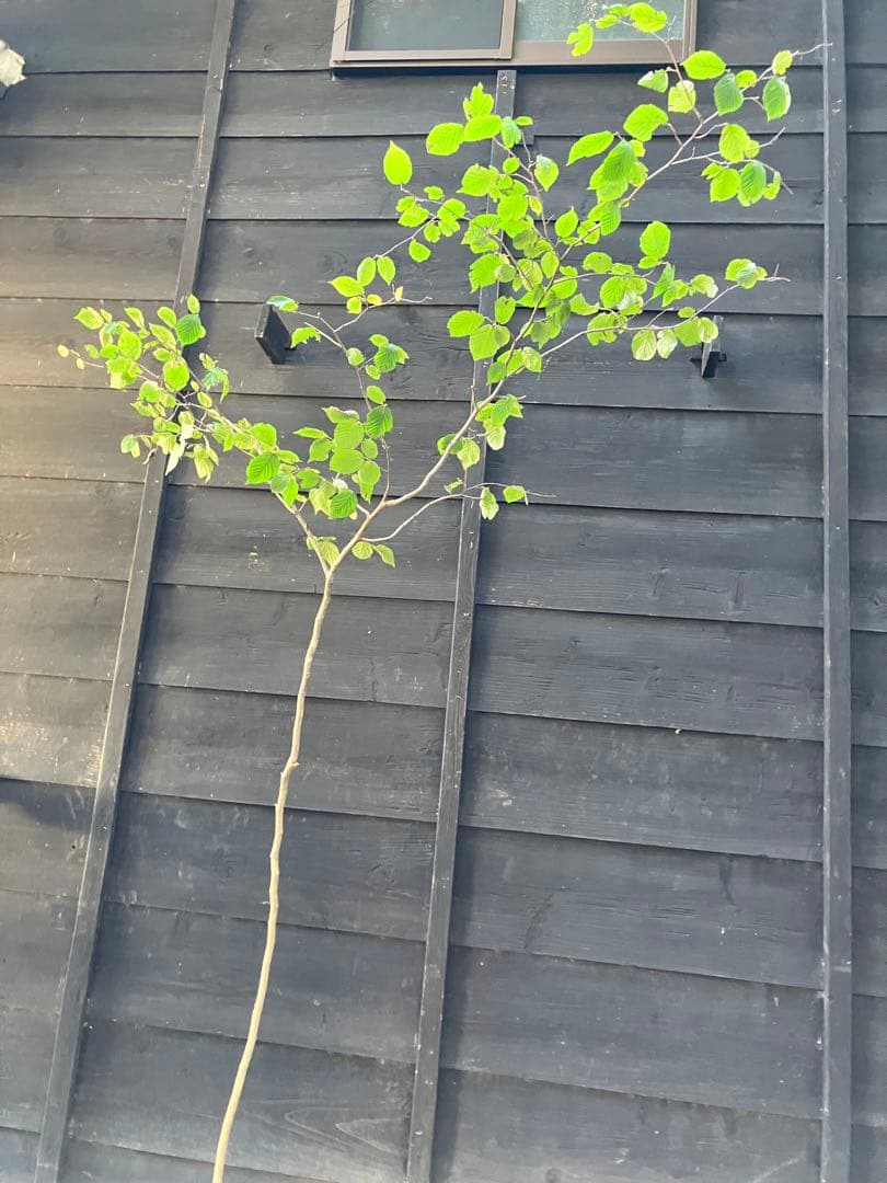 山採り　ツノハシバミ