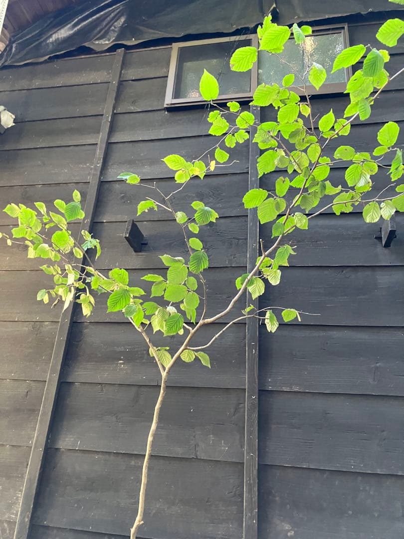 山採り　ツノハシバミ