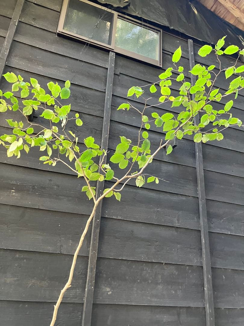 山採り　ツノハシバミ