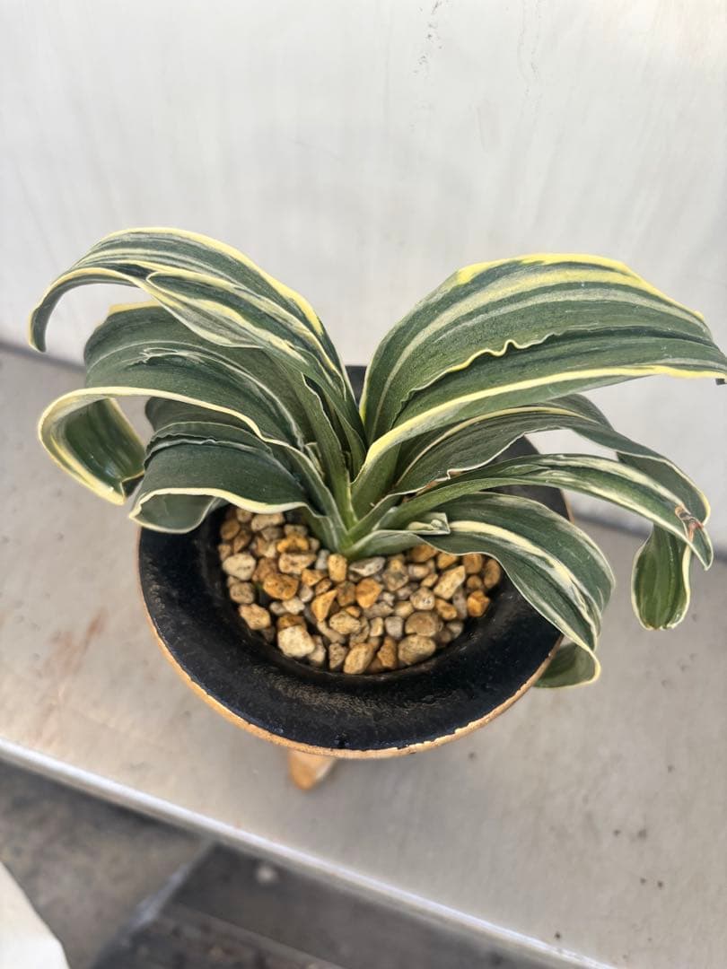 万年青　賀茂鶴