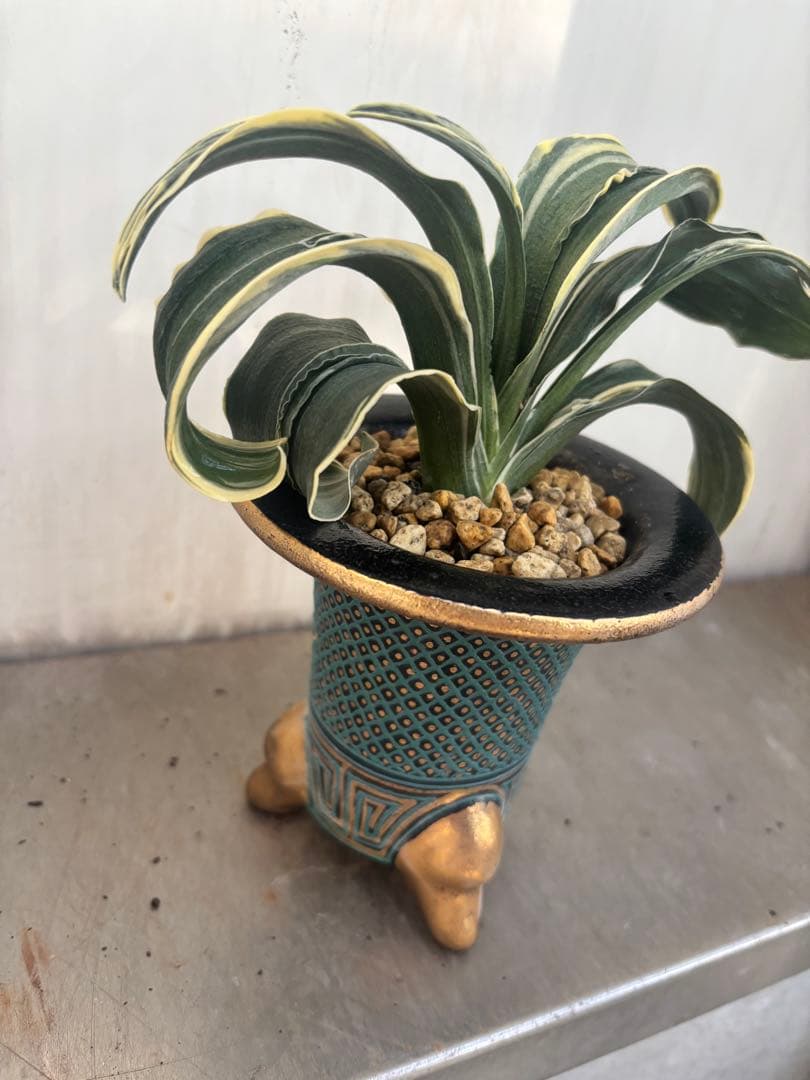 万年青　賀茂鶴