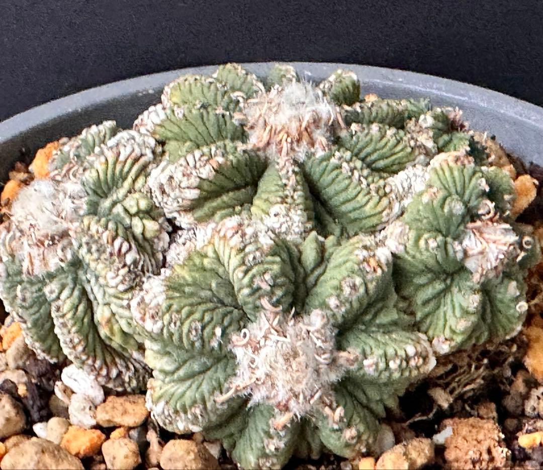 サボテン アズテキウム 花籠 希少種 抜き苗　産地株　リッテリ