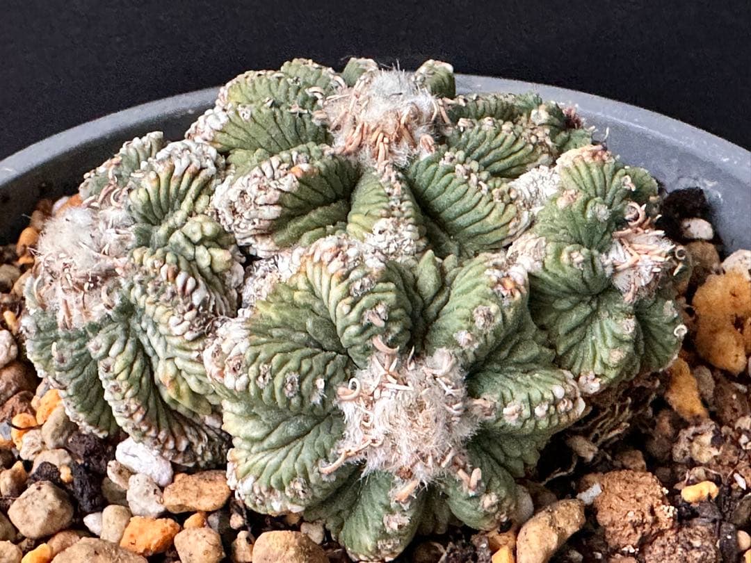 サボテン アズテキウム 花籠 希少種 抜き苗　産地株　リッテリ