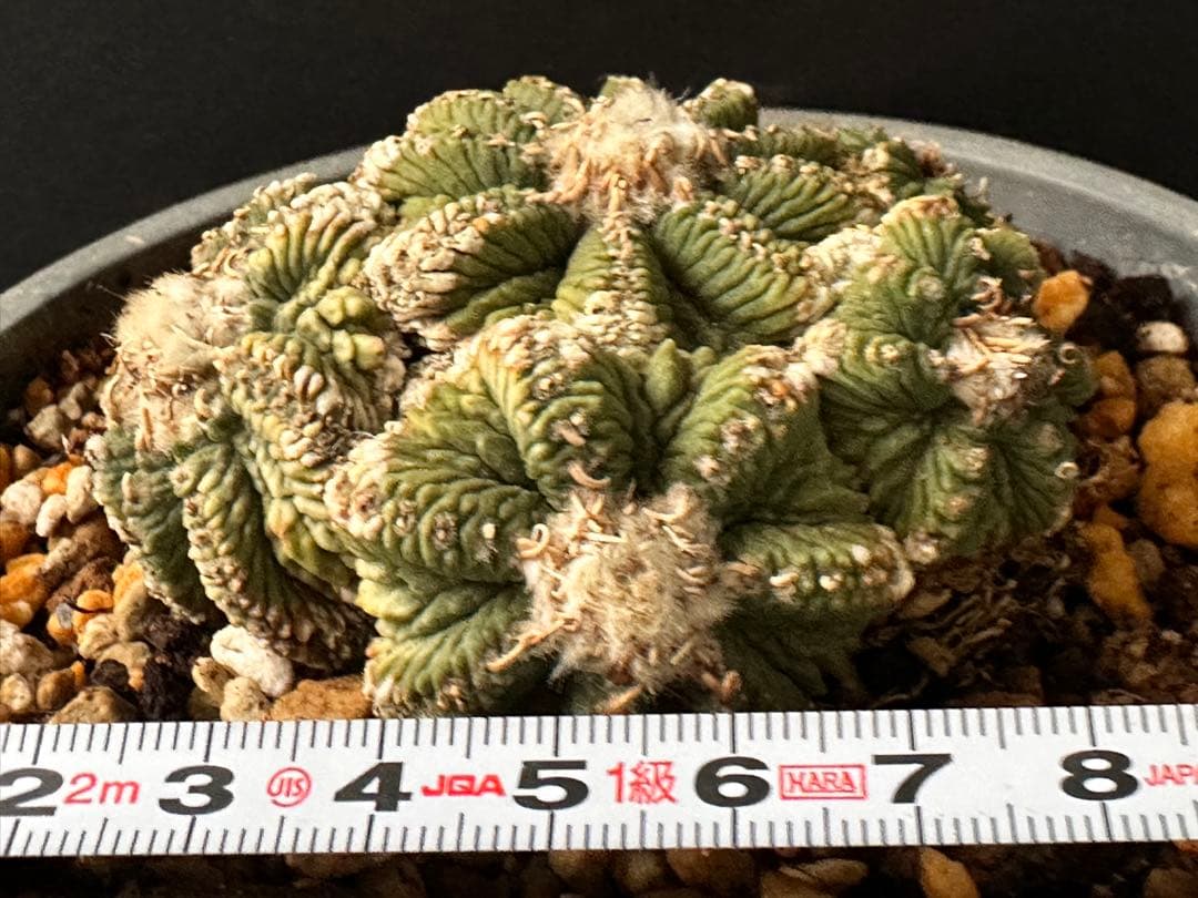 サボテン アズテキウム 花籠 希少種 抜き苗　産地株　リッテリ