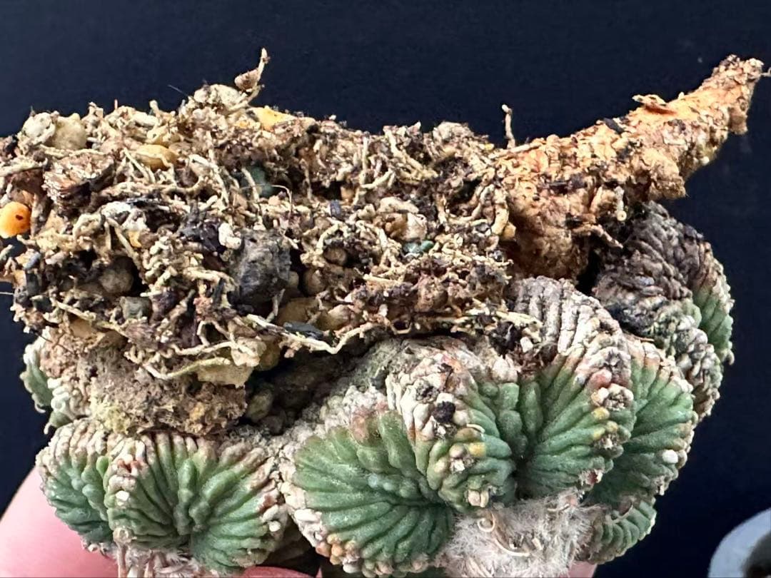 サボテン アズテキウム 花籠 希少種 抜き苗　産地株　リッテリ