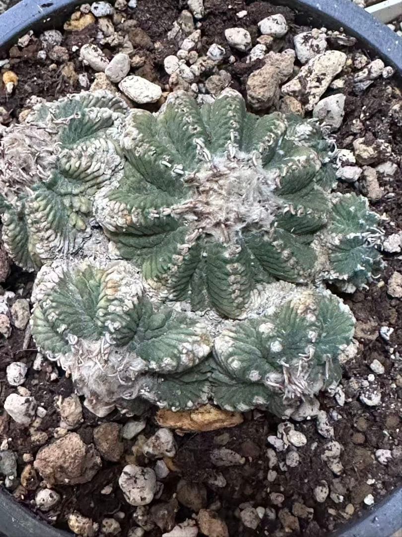 サボテン アズテキウム 花籠 希少種 抜き苗　産地株　リッテリ