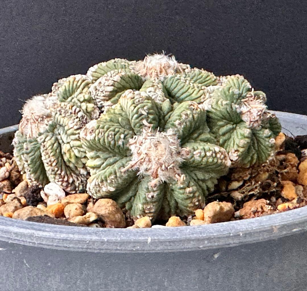 サボテン アズテキウム 花籠 希少種 抜き苗　産地株　リッテリ