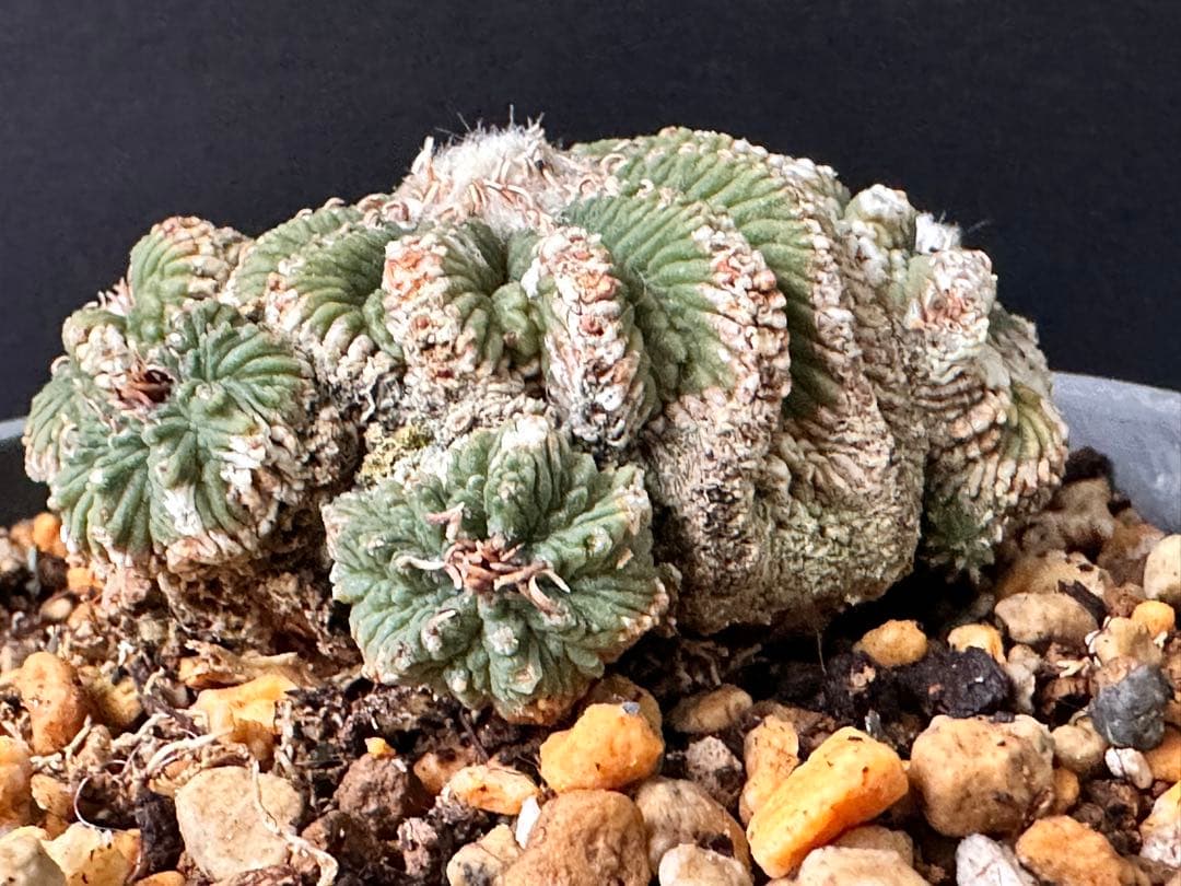 サボテン アズテキウム 花籠 希少種 抜き苗　産地株　リッテリ