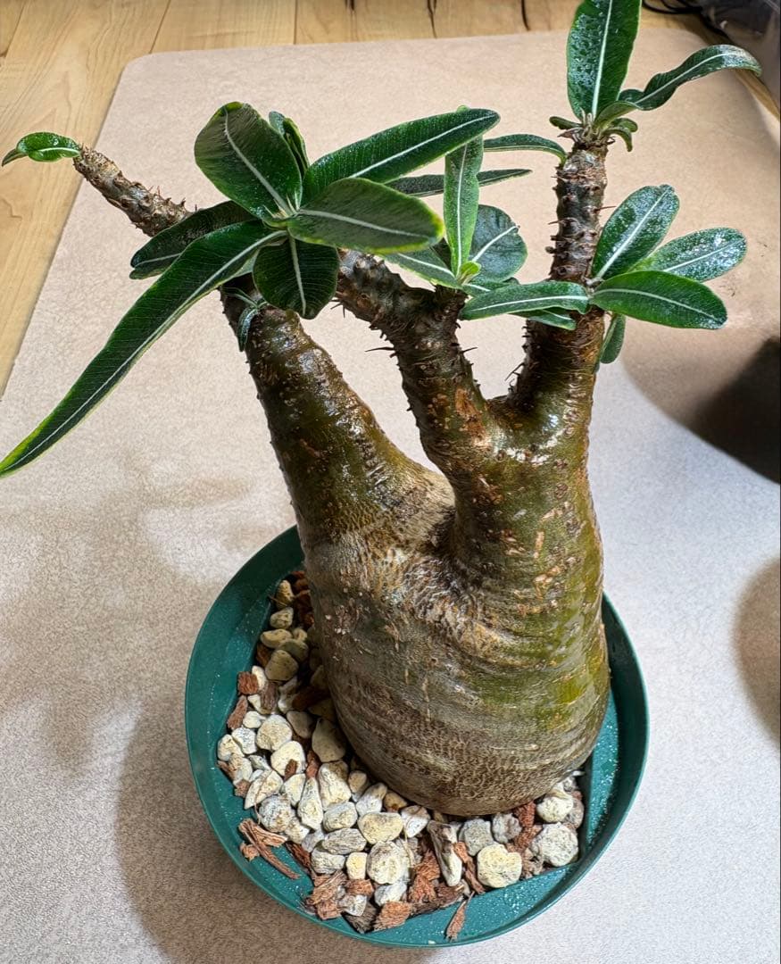 最終値下げ　パキポデュウムグラキリス　現地株発根済み