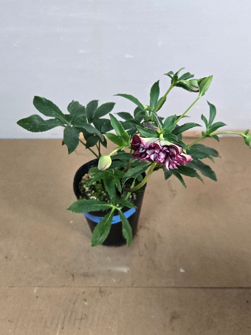 ☆クリスマスローズ☆多弁　変わり咲き☆4.5号ポット☆希少☆