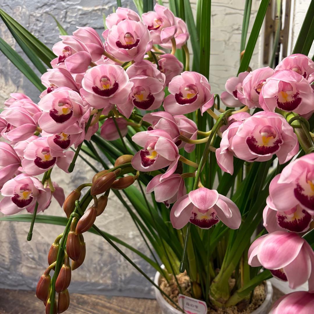 s*a様 【特選】　シンビジューム　苺の雫　アーチ 7寸6本立ち