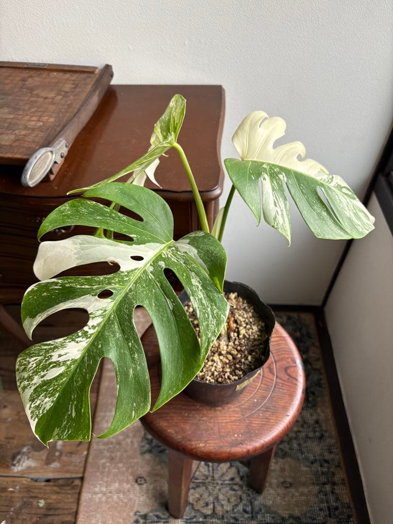 モンステラ　ペッサム　バリエガータ　5号