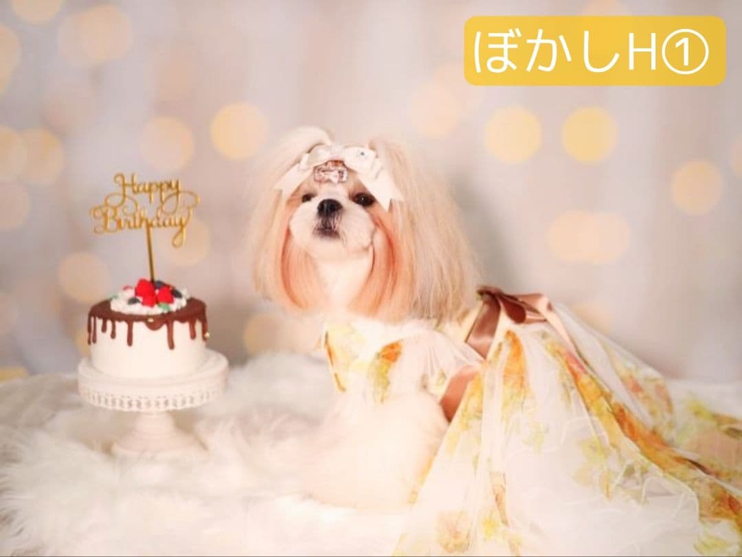 背景布【　ティファニーブルー　】ペット撮影用　キラキラ、ストーン、宝石、リボン