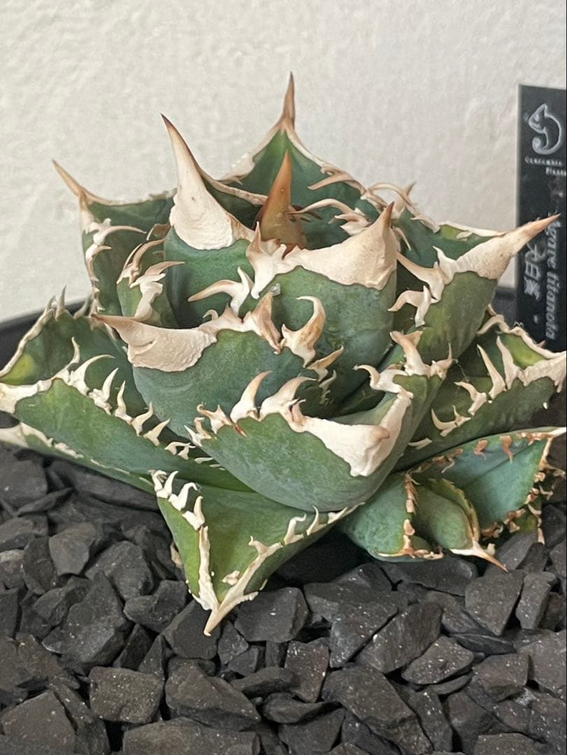 lize産　アガベ　大白鯊　ホホジロザメ　ホオジロザメ　子株　カキコ