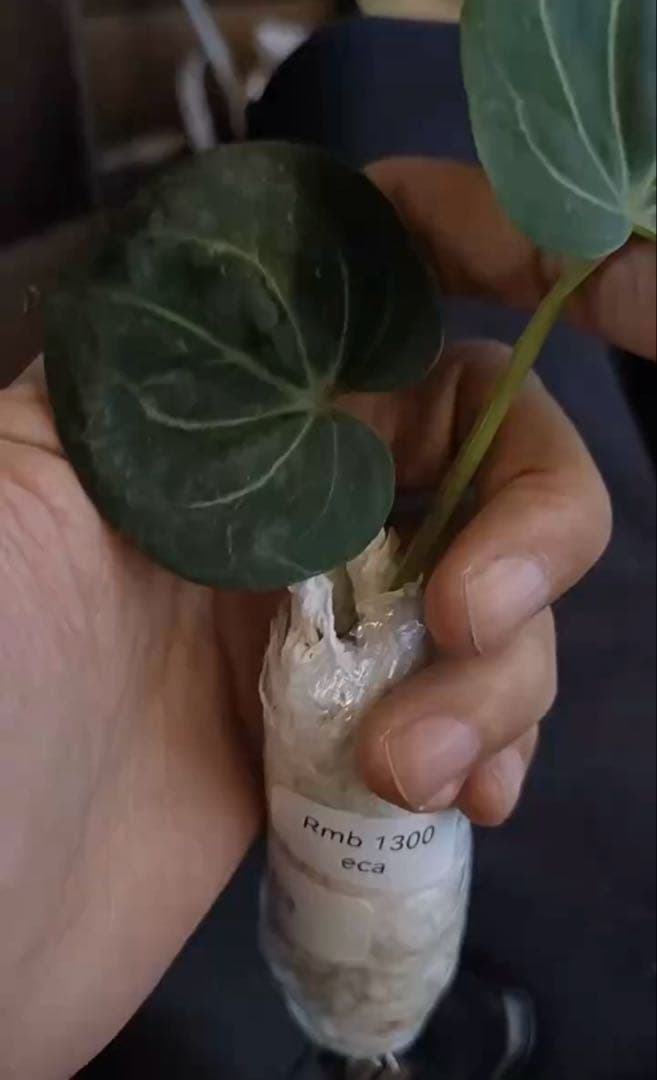 アンスリウム　HU KOS キングオブスペード　haji