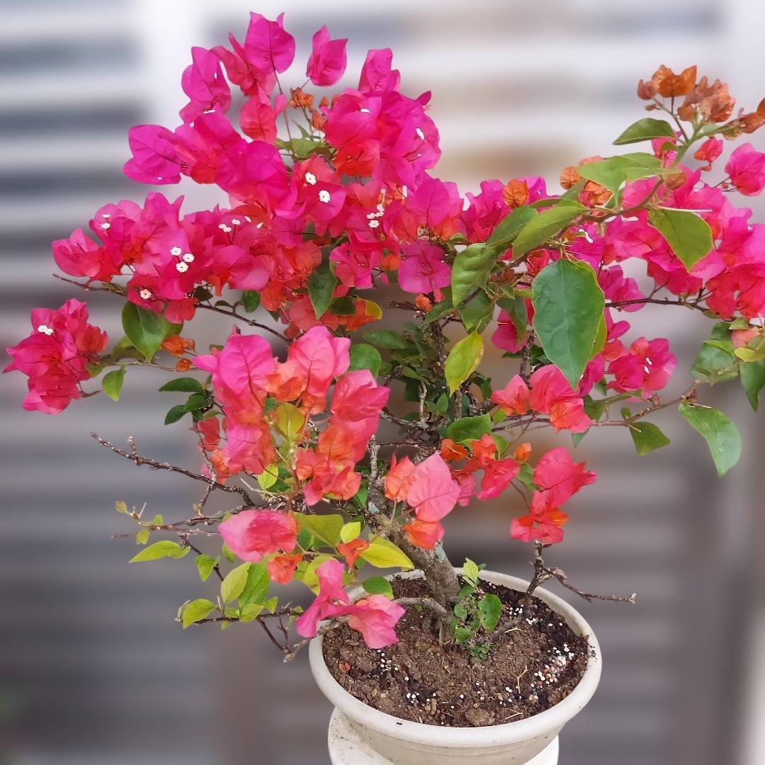 ブーゲンビリア盆栽　オレンジピンクNo75 らくらくメルカリ便発送‼️