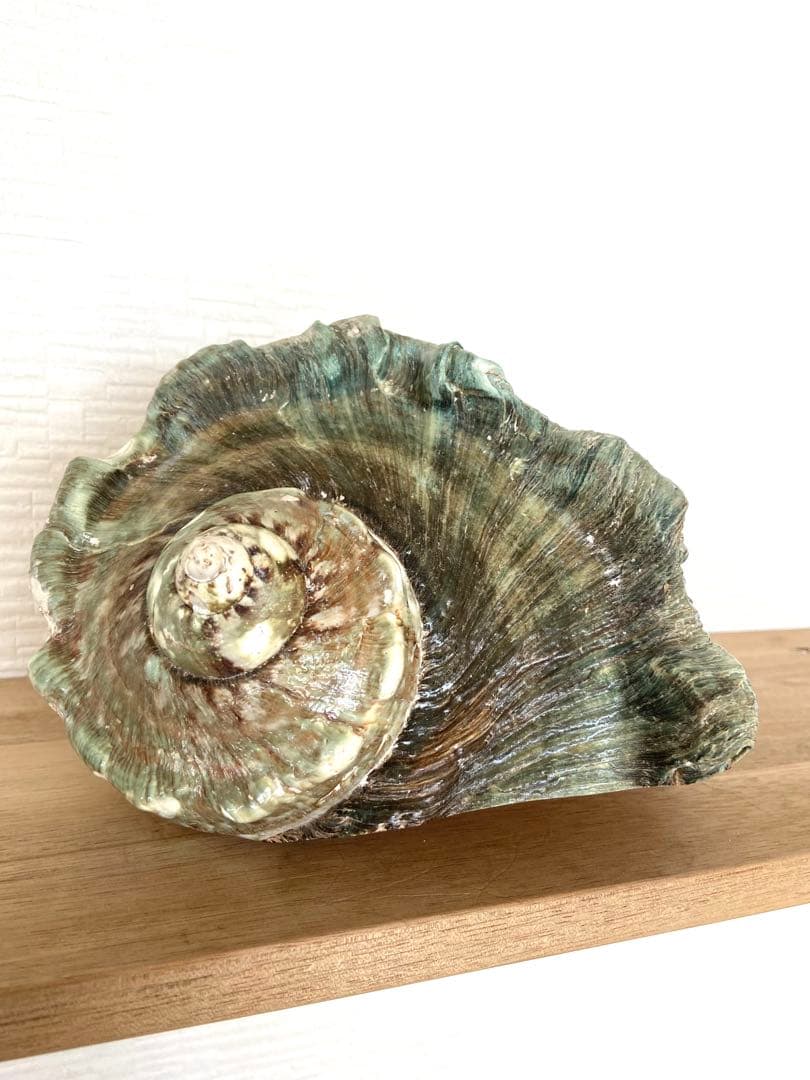 多色の貝殻 南の島 ゴージャスな置物 インテリア