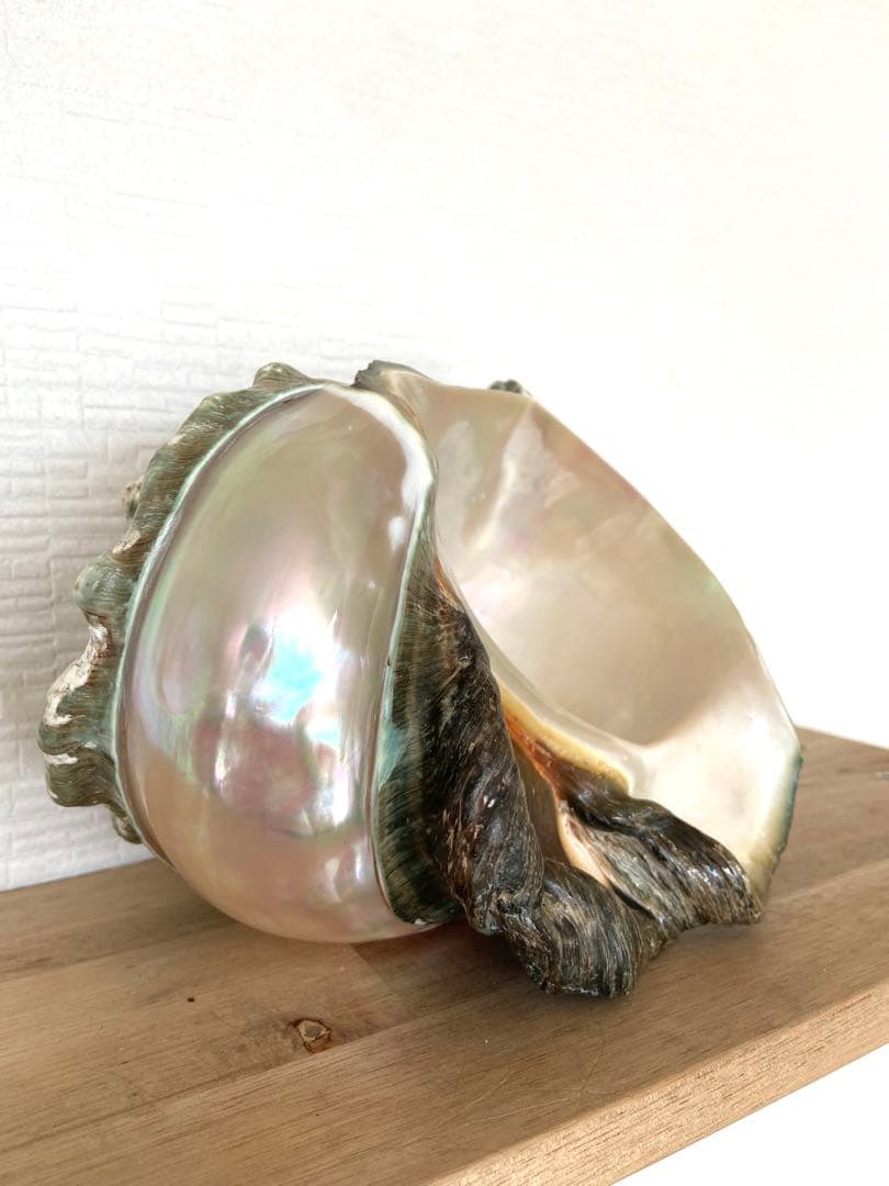 多色の貝殻 南の島 ゴージャスな置物 インテリア