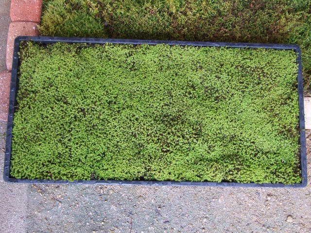 teru3　コケ各種7.5パレットとカサゴケ15本入2パック