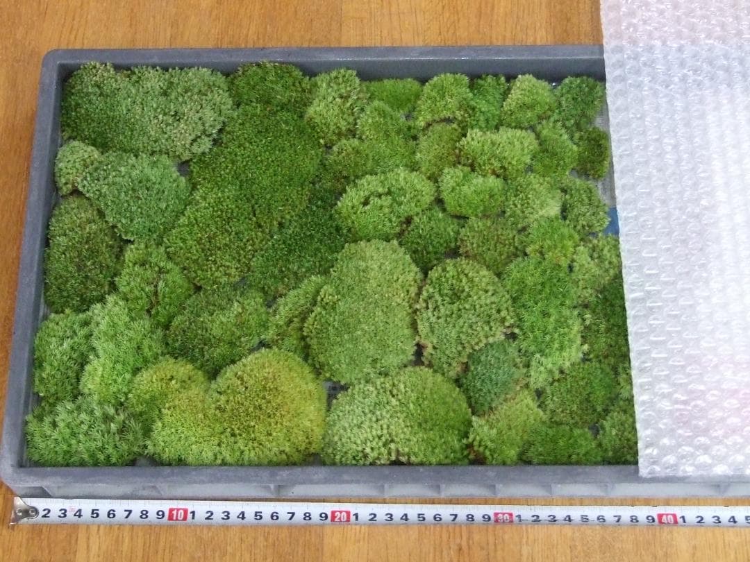 teru3　コケ各種7.5パレットとカサゴケ15本入2パック