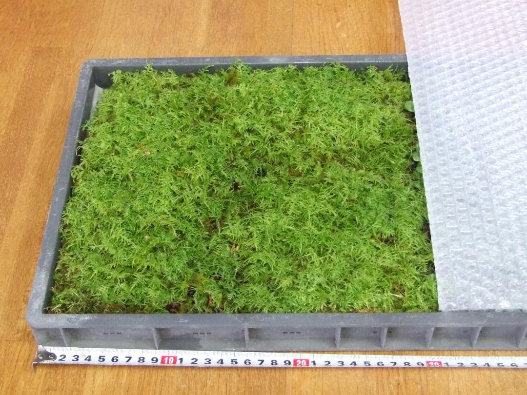 teru3　コケ各種7.5パレットとカサゴケ15本入2パック