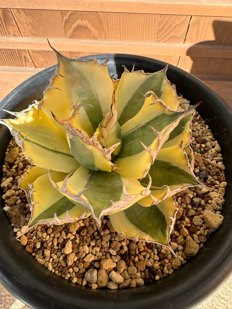 アガベ Agave titanota 'Snaggle Tooth' 186