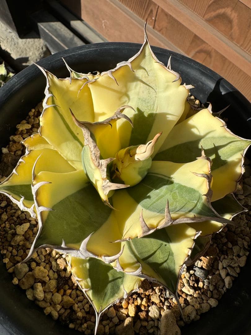アガベ Agave titanota 'Snaggle Tooth' 186