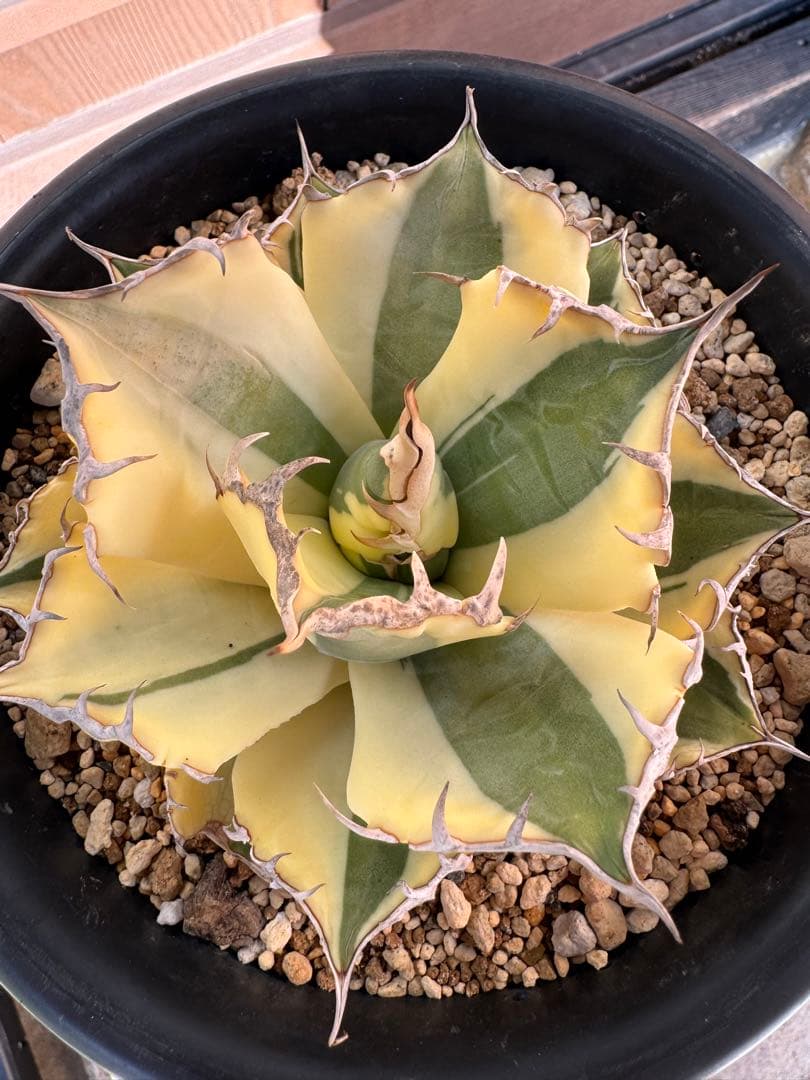 アガベ Agave titanota 'Snaggle Tooth' 186