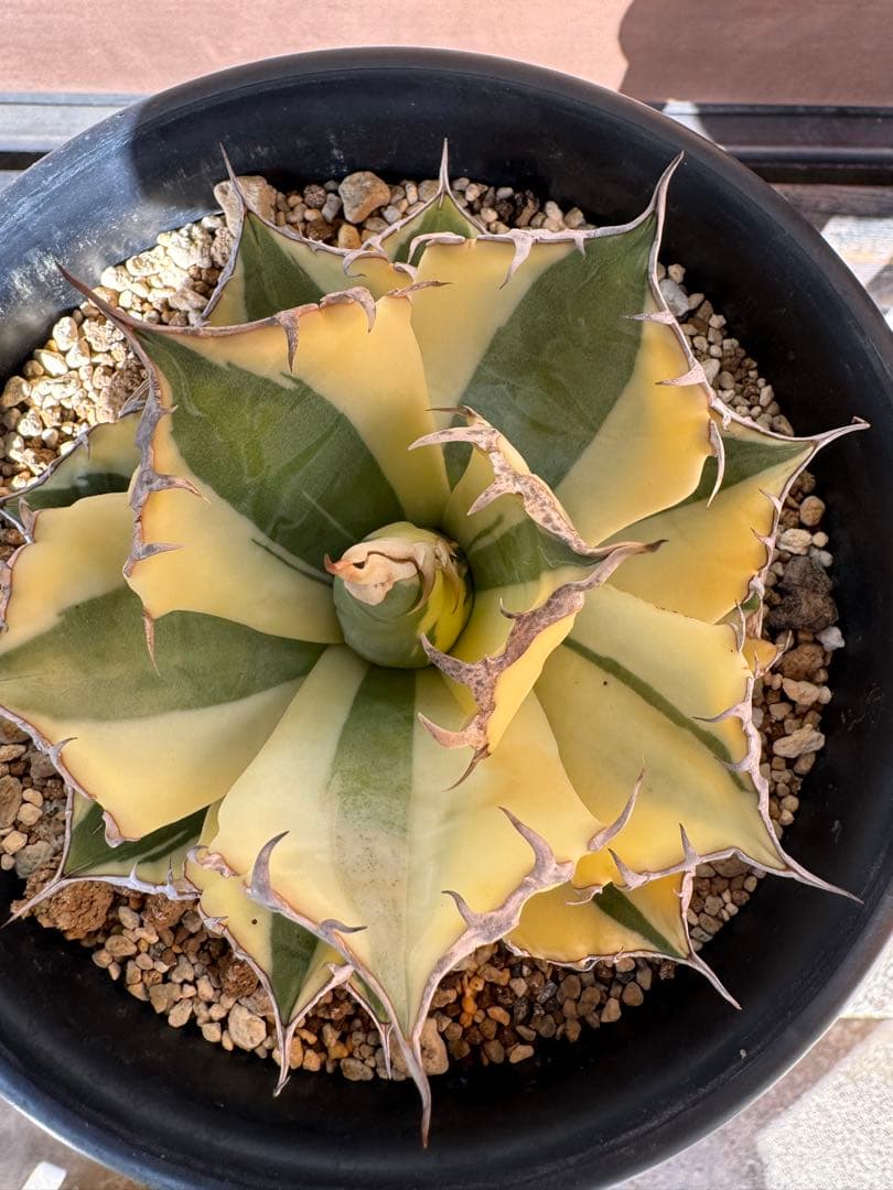 アガベ Agave titanota 'Snaggle Tooth' 186