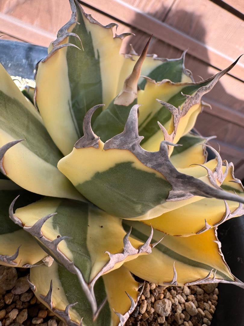 アガベ Agave titanota 'Snaggle Tooth' 186