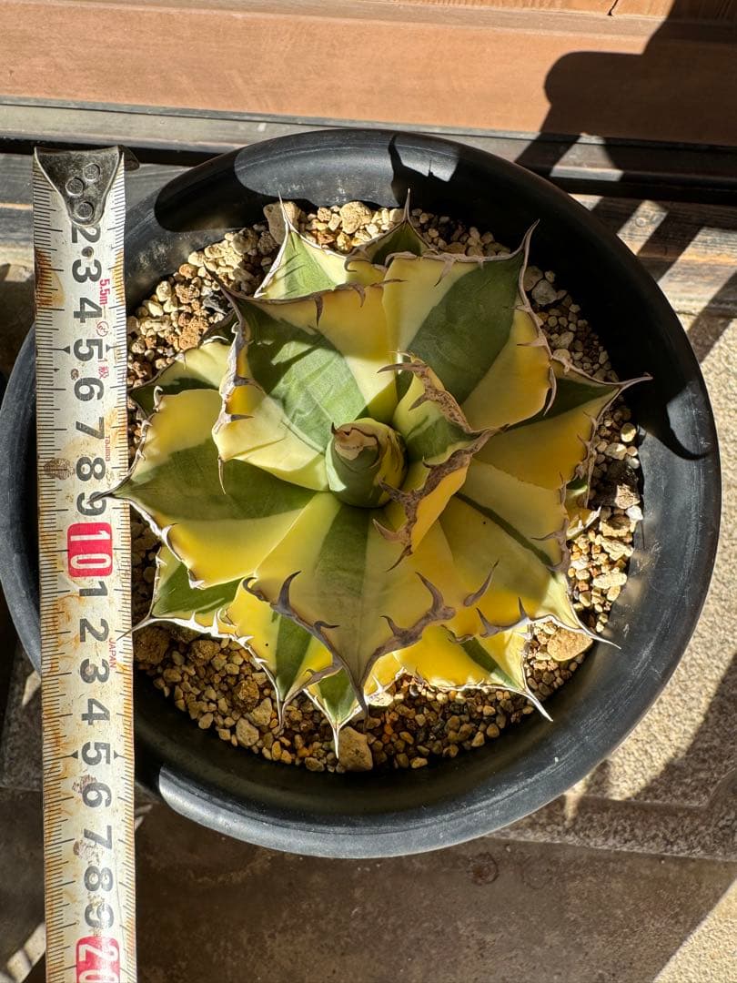 アガベ Agave titanota 'Snaggle Tooth' 186