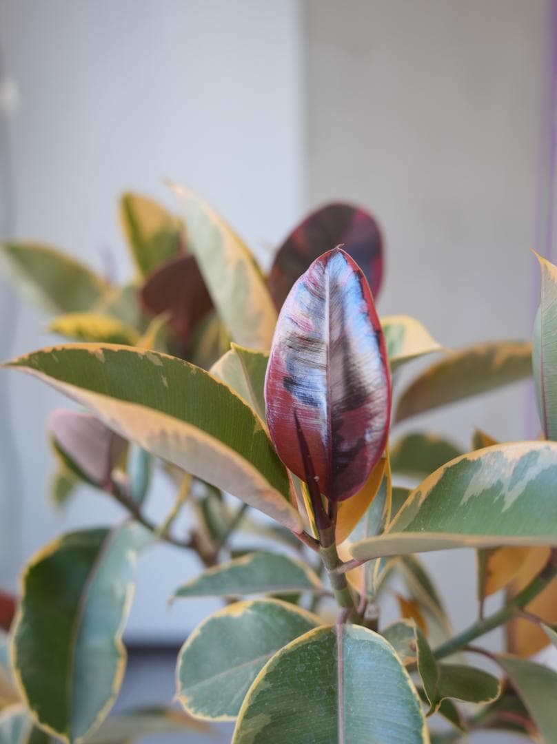 フィカスルビー 7号｜一点限り｜観葉植物販売 mamidori